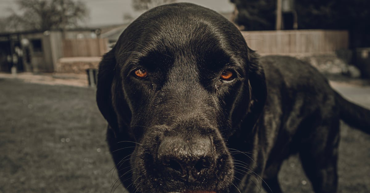 Why is my Frozen Yogurt Grainy? - Black Dog Licking Frozen Yogurt in a Cup