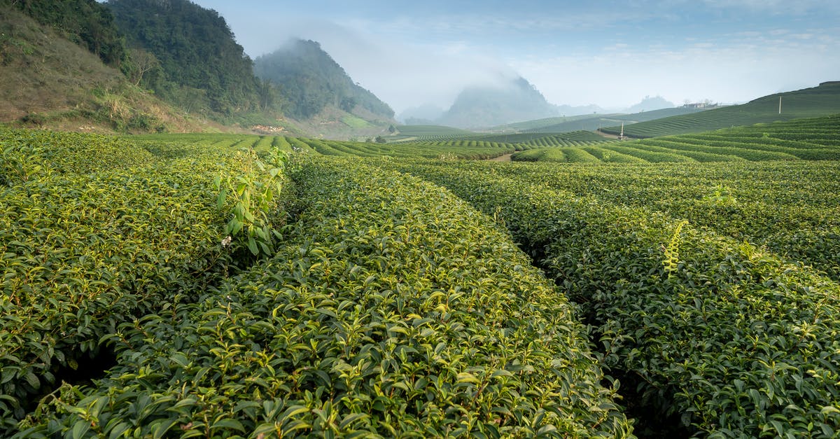 Why is my green tea brown? - Green Plantation