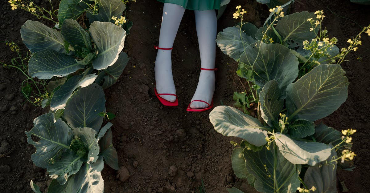 Why is my pickled red cabbage so pale? - Legs in Red Shoes of Unrecognizable Woman Laying in Agricultural Field