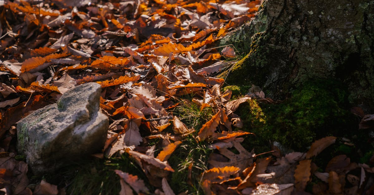 Why is my sassafrass root bark tea always so bitter? - Mossy tree trunk on ground covered with fallen leaves in autumn forest