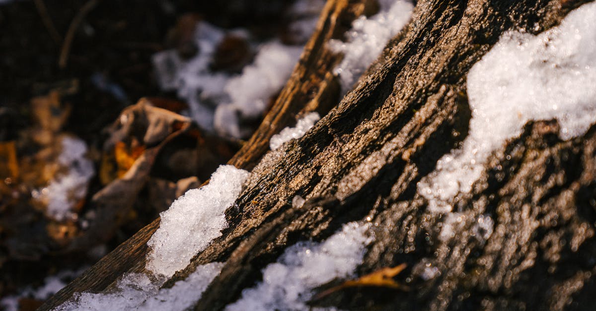 Why is my sassafrass root bark tea always so bitter? - Trunk of tree under snow in forest