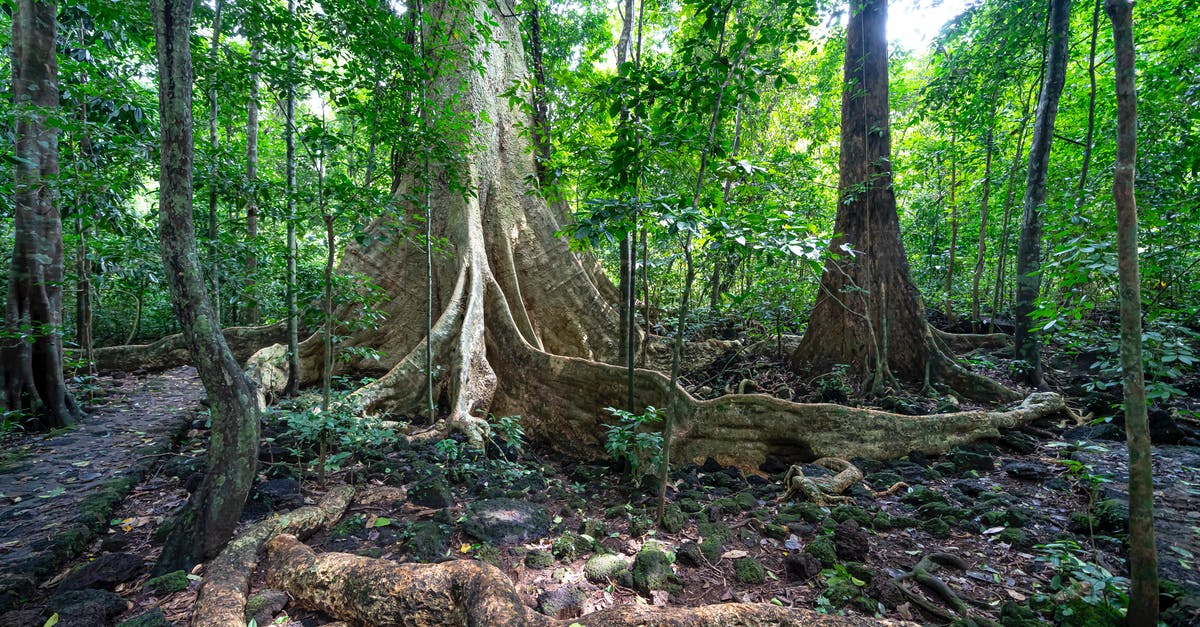 Why is my sassafrass root bark tea always so bitter? - Tall trees with big roots in forest