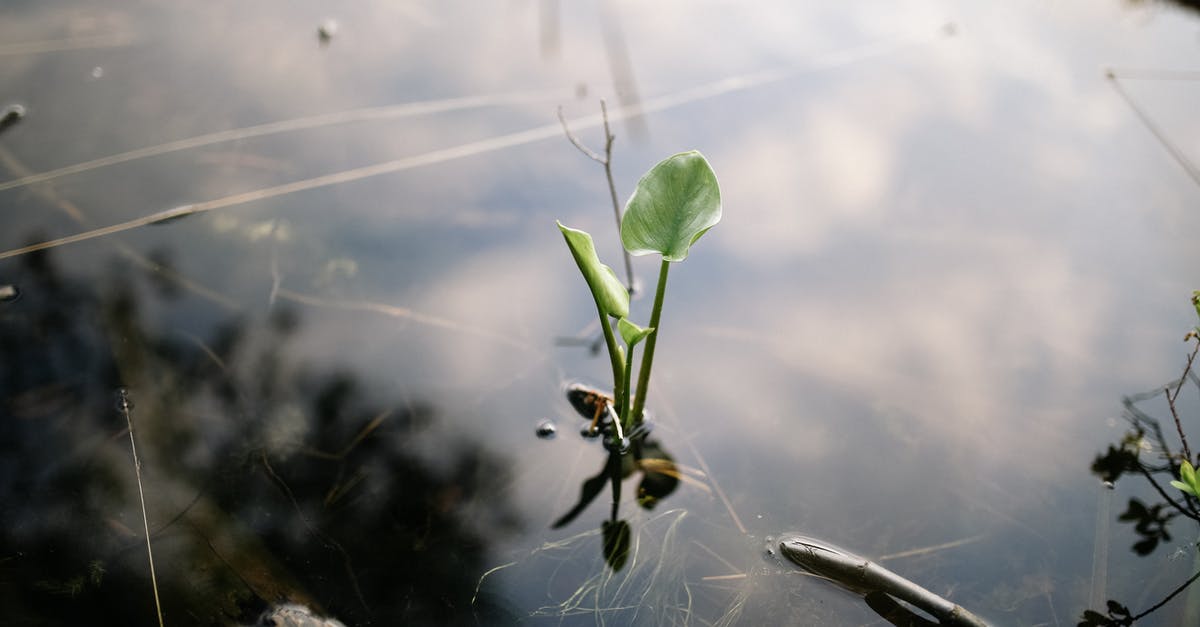 Why is soaking water usually discarded when making plant milk? - Green Plant on Brown Rock