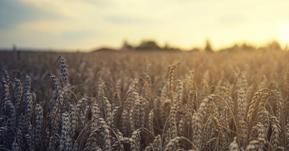 Why is there malted barley flour in all purpose flour? - Field of rye growing in sunny farmland