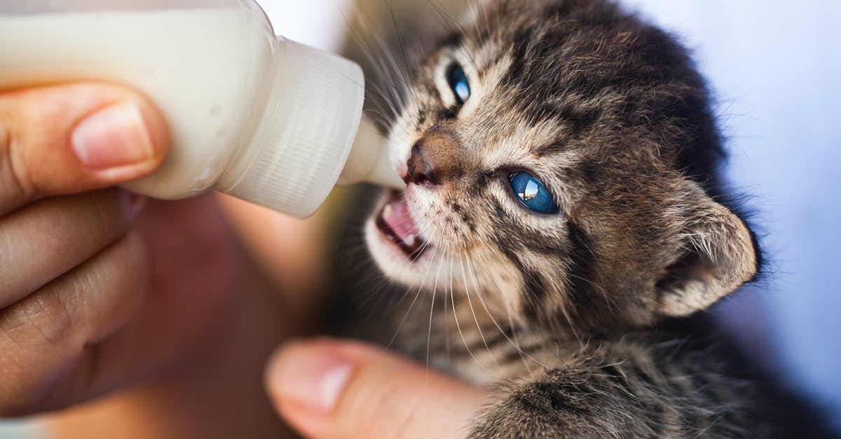 Why isn't Almond Milk (and other non-animal based 'milk') considered juice? - Close-Up Photo of Person Feeding a Kitten