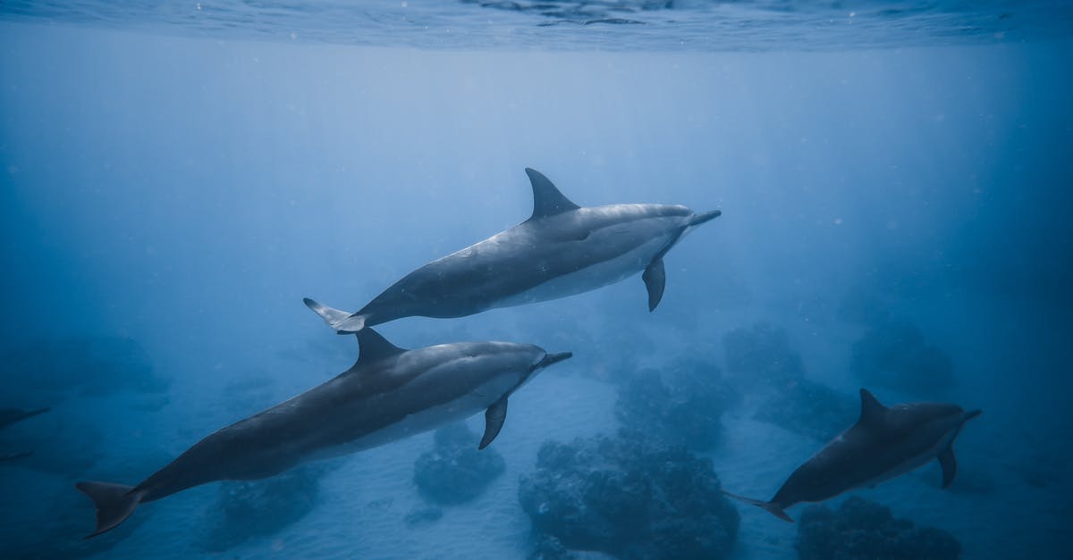 why might the pineapple on the bottom of the pineapple-upside-down-cake float into the batter? - Swimming dolphins near coral reef why might the pineapple on the bottom of the pineapple-upside-down-cake float into the batter? - Swimming dolphins near coral reef