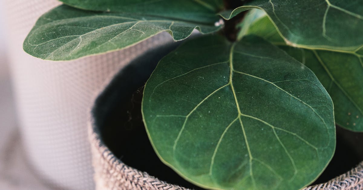 Why not cover the pot? - Close up of fiddle leaf fig with veins on leaves growing in pot with knitted cover in light room on blurred background