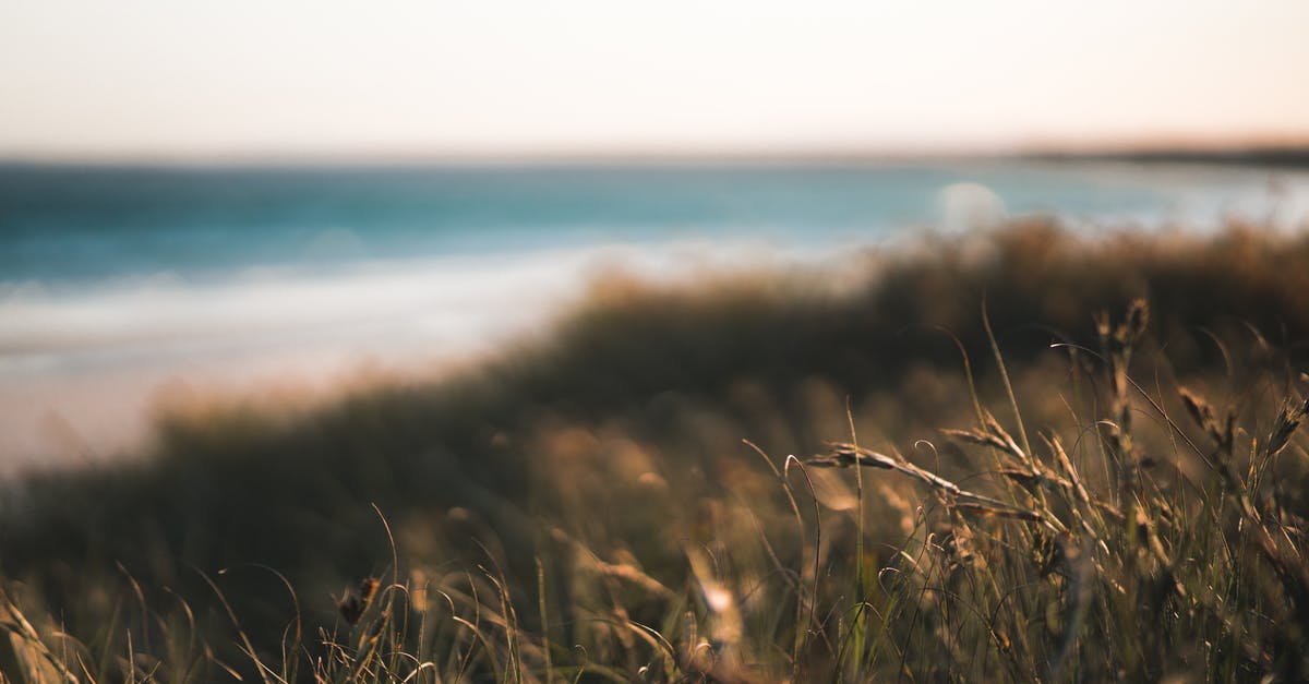 Why should dried mushrooms be soaked in warm water? - Dry grass growing on grassy coast of calm sea against cloudy sky in countryside on warm windy day