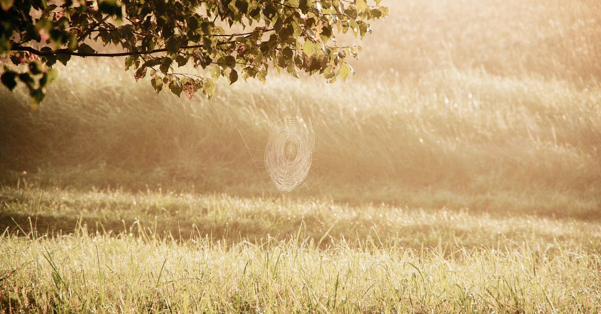 Why should dried mushrooms be soaked in warm water? - Cobweb on tree branch against grassland background in autumn sunrise