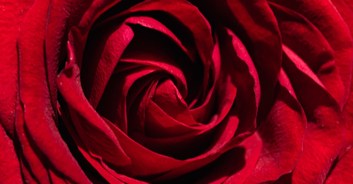 Why skim "scum" from the surface of a simmering stock? - Majestic surface of red rose bud