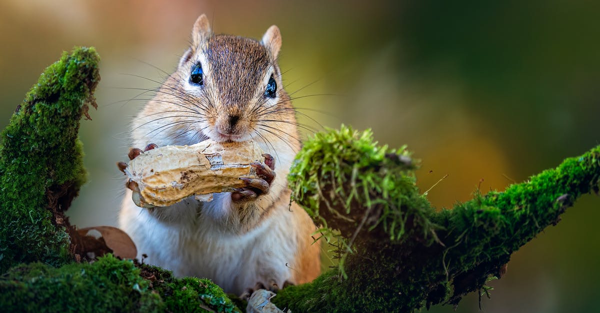 Why the overlap in peanut and tree nut allergies? - Fluffy little Siberian chipmunk sitting on tree twig covered with green foliage and gnawing peanut on sunny day in forest