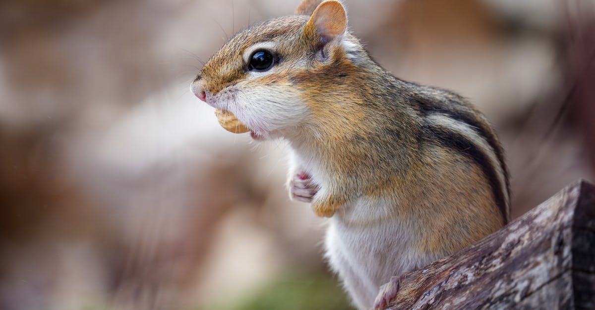 Why the overlap in peanut and tree nut allergies? - Side view of cute Siberian chipmunk with dark stripes on brown fur sitting on tree trunk and chewing peanut in forest