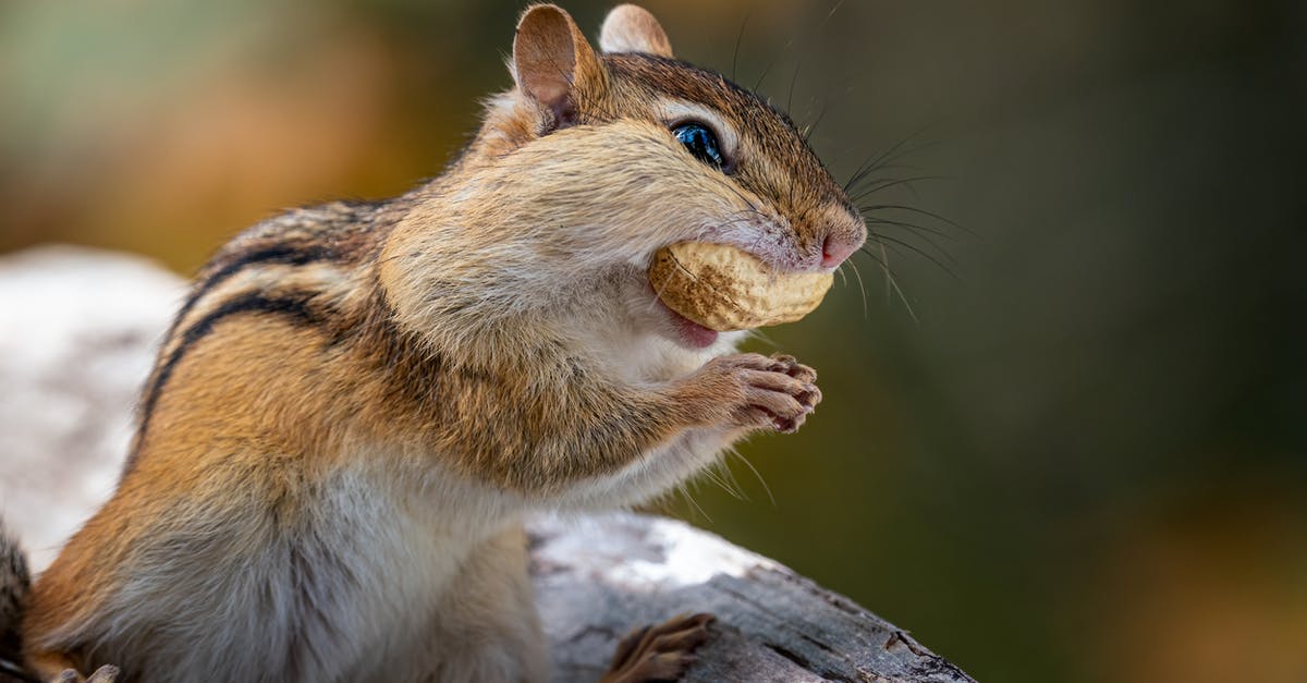 Why the overlap in peanut and tree nut allergies? - Funny chipmunk feeding with peanut in forest