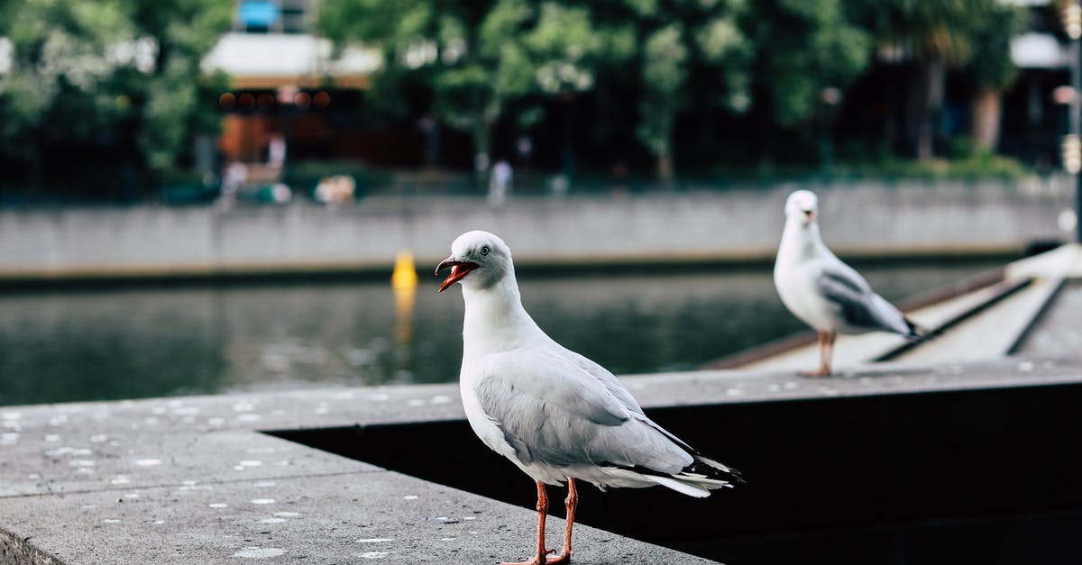 Why wait for water to boil? - Photo of a white pigeon