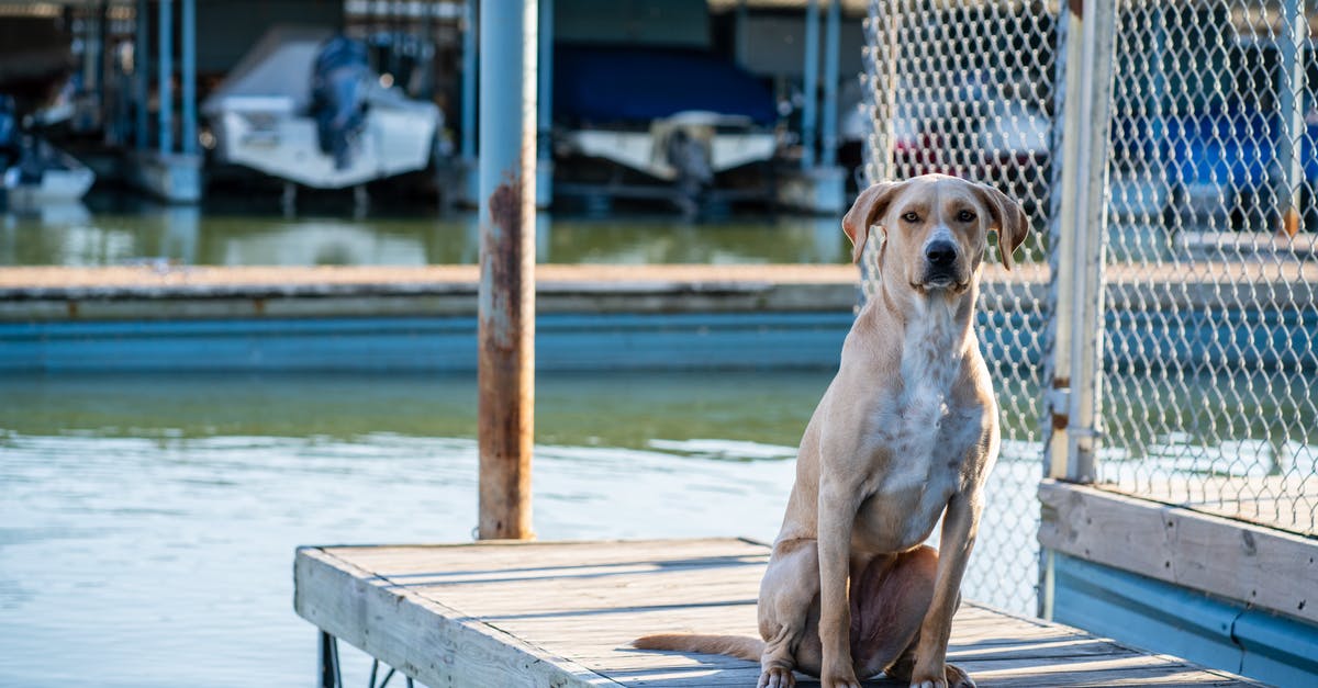 Why wait for water to boil? - Yellow Labrador Retriever Sitting on Brown Wooden Dock