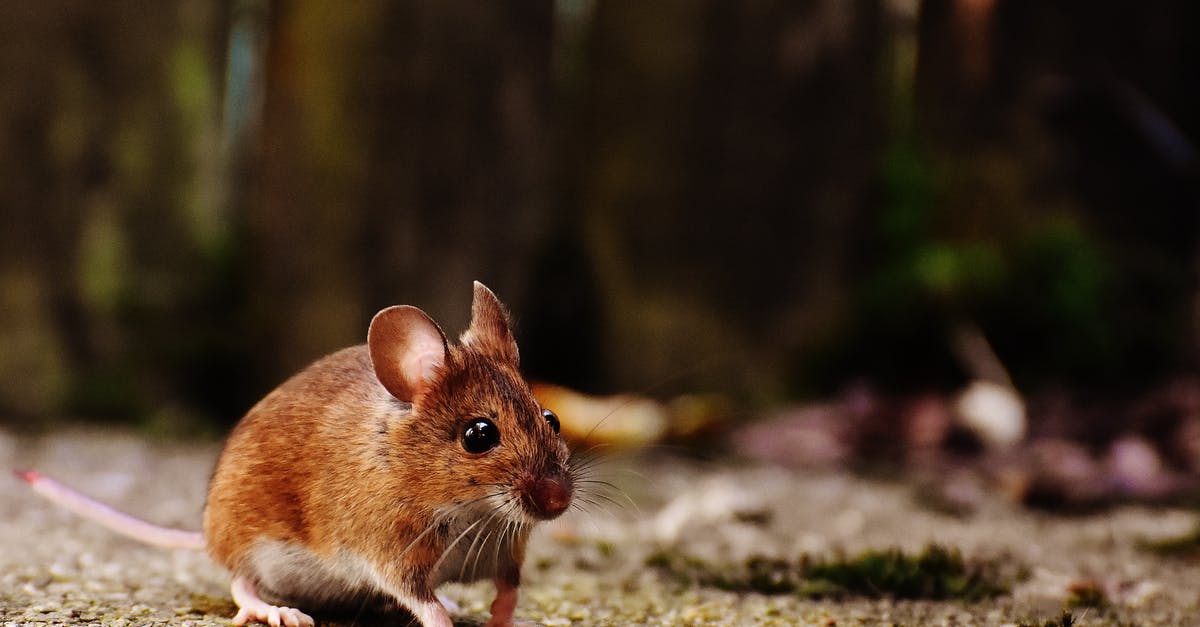 Will a crockpot brown ground meat? - Brown and White Mice