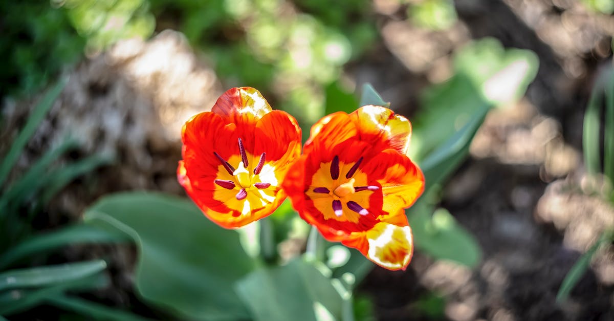 Will a crockpot brown ground meat? - Red and Yellow Flower in Tilt Shift Lens