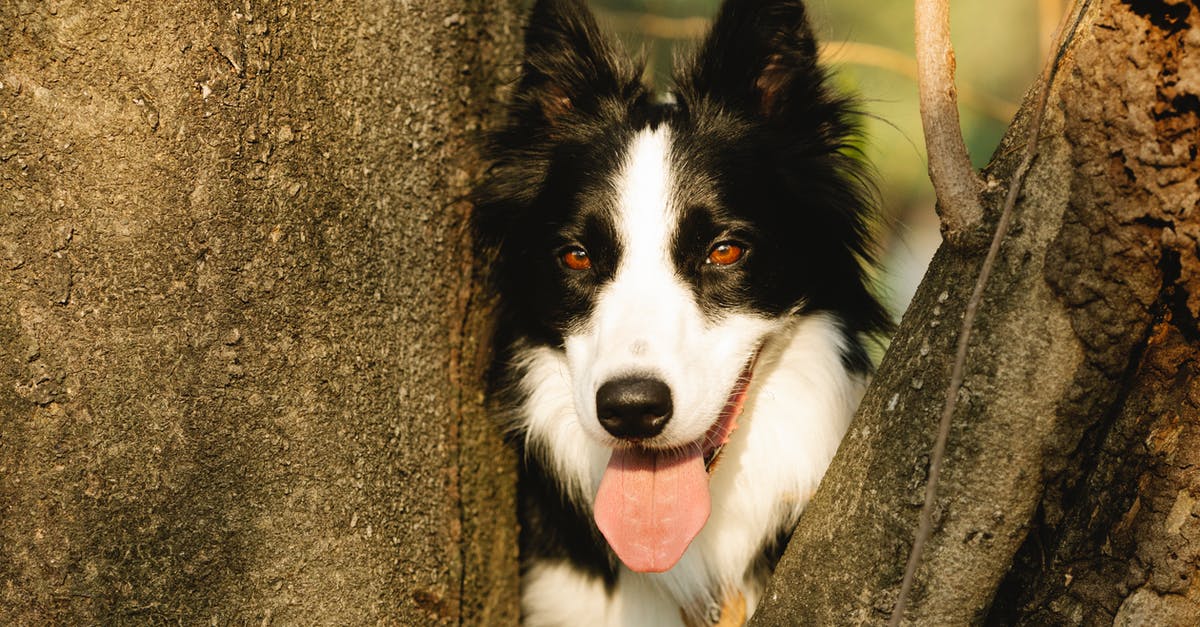 Will dry roasting a chuck come out tender? - Border Collie with tongue out between tree trunks