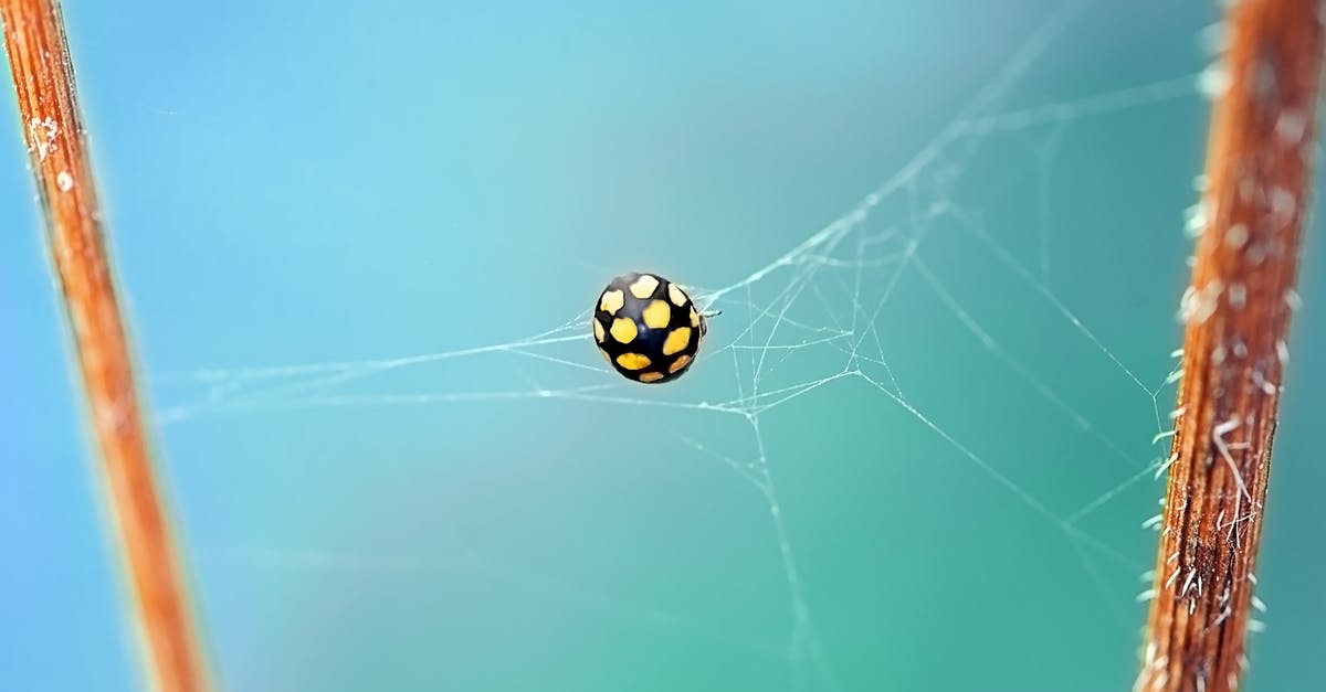 Will lobsters caught in June be shedders? - Shallow Focus Photography of Black and Yellow Spider on Web