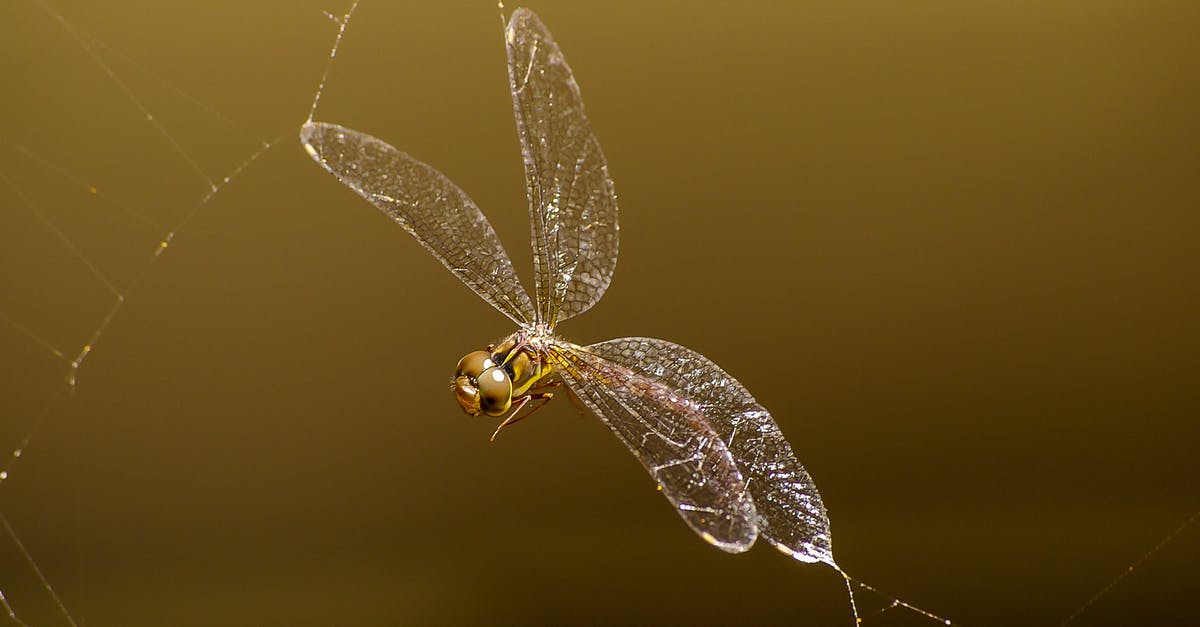 Will lobsters caught in June be shedders? - Macro Photography of Brown Darnersfly