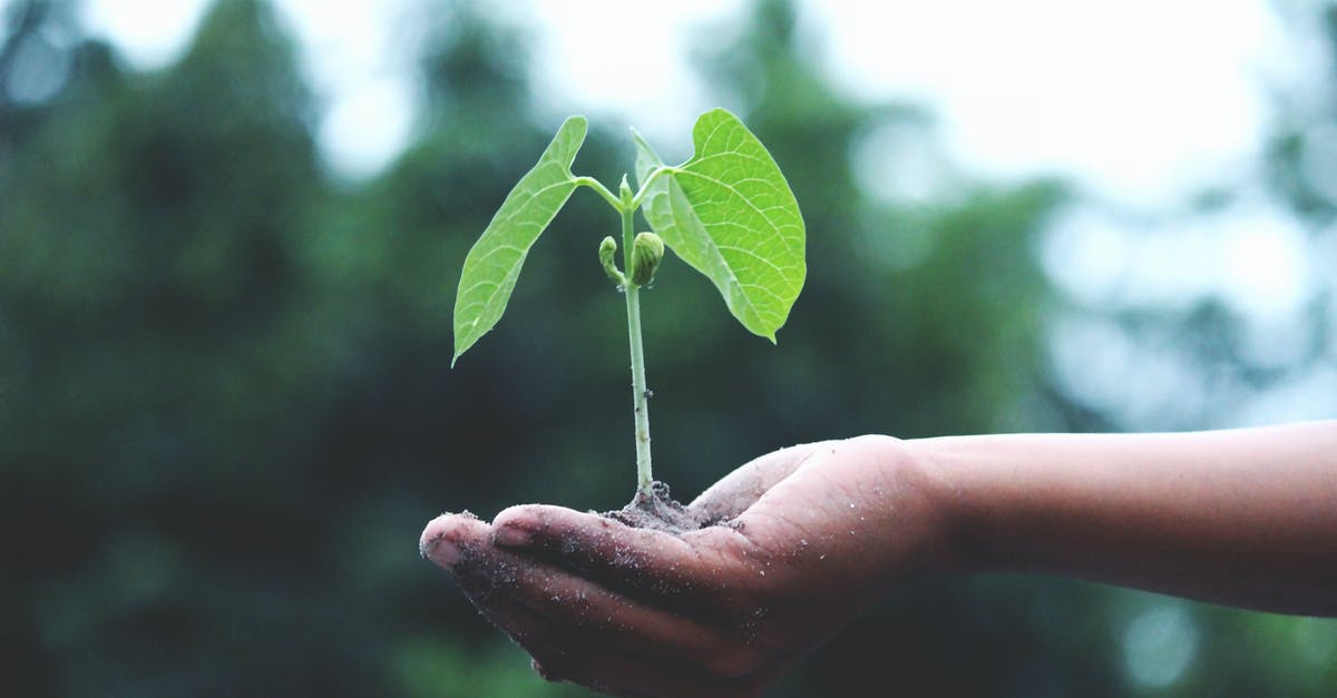 Will seeds effectively sprout after blending and leaving them in water? - Person Holding A Green Plant