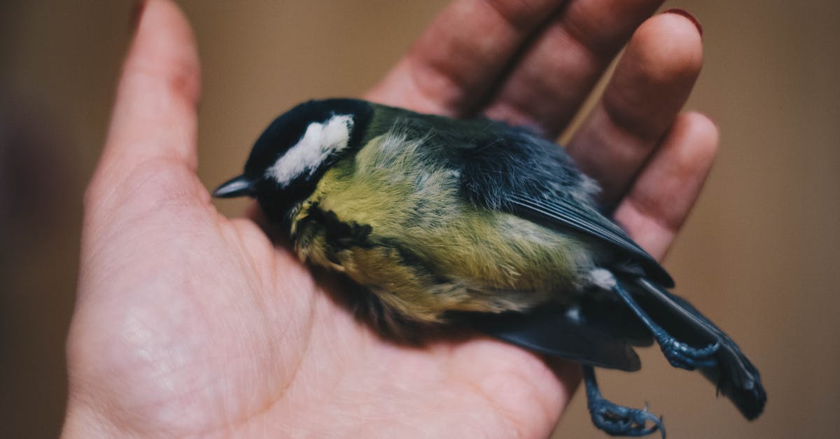 Would putting a dead animal in the freezer contaminate other food? - Person Holding Black and Green Bird