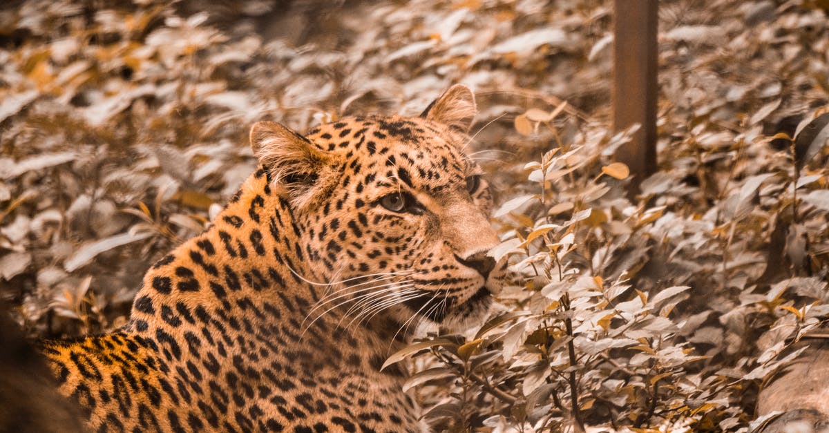 Yellowish turnip - Brown and Black Leopard on Brown Dried Leaves