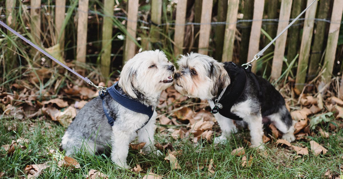 Yorkshire Pudding Batter -- Letting it "Rest" - Adorable dogs spending time outside