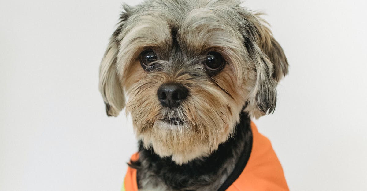 Yorkshire Pudding Batter -- Letting it "Rest" - Little purebred dog in builder vest looking at camera while pastime light room on white background